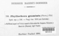 Phyllachora graminis image